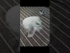 Sehen Sie, warum Sie sich für MSM-Pulver der Größe 40-80 Mesh entscheiden sollten, getestet mit der GC-Methodik mit insgesamt 3 Schwermetallen